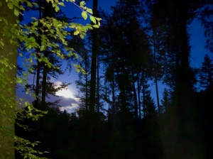 Nachts im Wald. Schwarze Silhouetten von Bäumen vor dem dunkelblauen Himmel. Mitte links der Mond mit einem Stück grauer Wolke unter sich. Am linken Bildrand eine vom Blitzlicht beleuchtete Buche mit hellbraunem Stamm und grünen Blättern an den Zweigen.